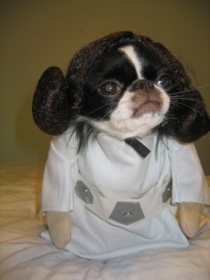 Betrouwbare Smartphones partij