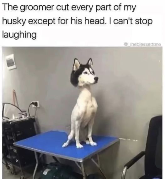 Frisse Horloges collectie