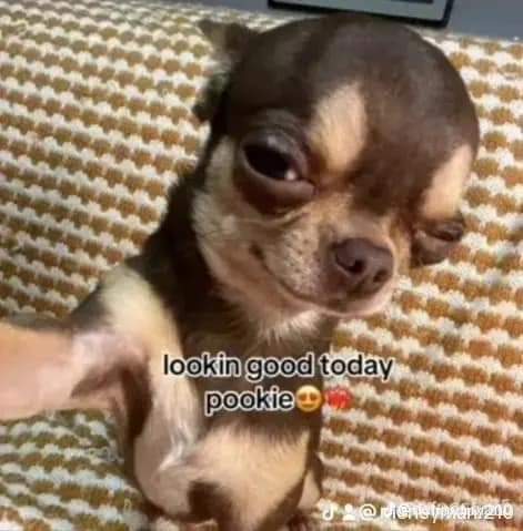 Strakke Freelance set