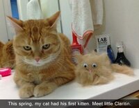 Frisse Kleding collectie