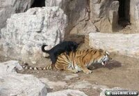 Betrouwbare Boten partij