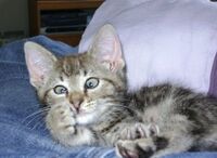 Betrouwbare Kantoor partij