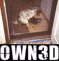 Strakke Auto diversen