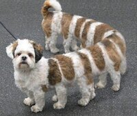 Frisse Kleding collectie