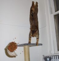 Betrouwbare Design partij