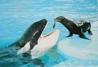 Strakke Concerten set