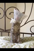 Betrouwbare Sets partij