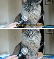 Frisse Stadsfietsen collectie