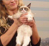 Betrouwbare Doe-het-zelf en Verbouw